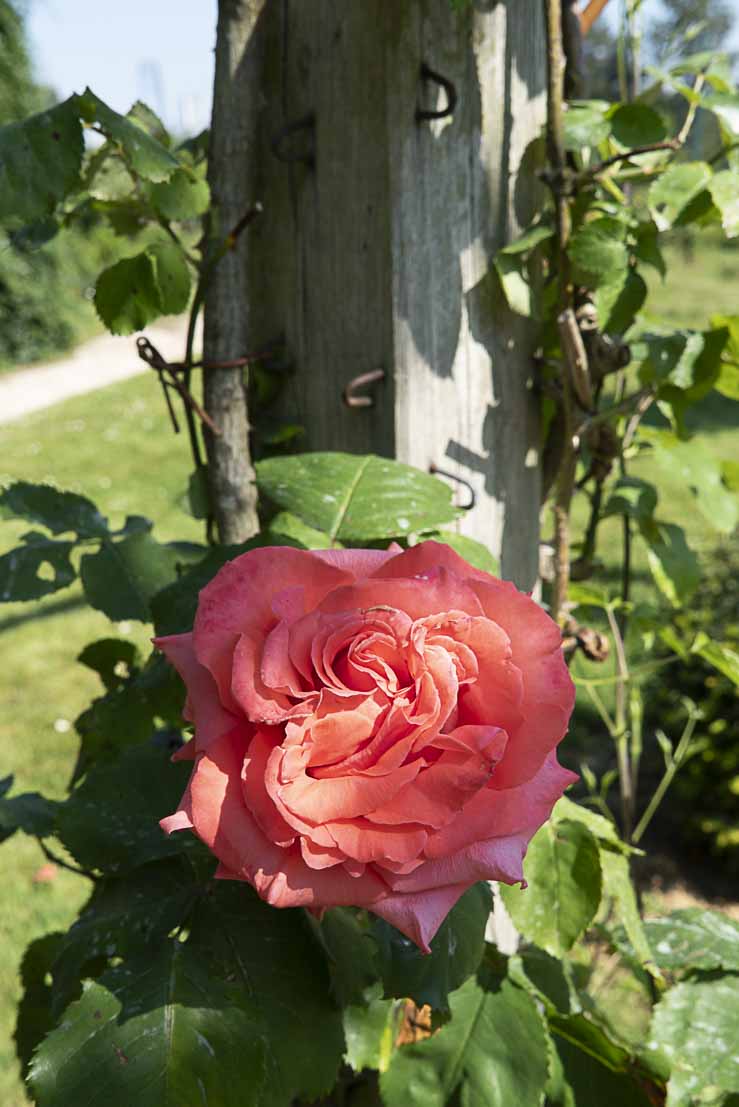 Exposition en lumière douce — fleur